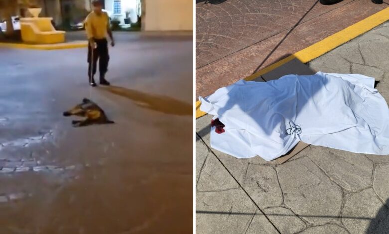 Guardia de seguridad ahorca y mata a perro en Pachuca | Video