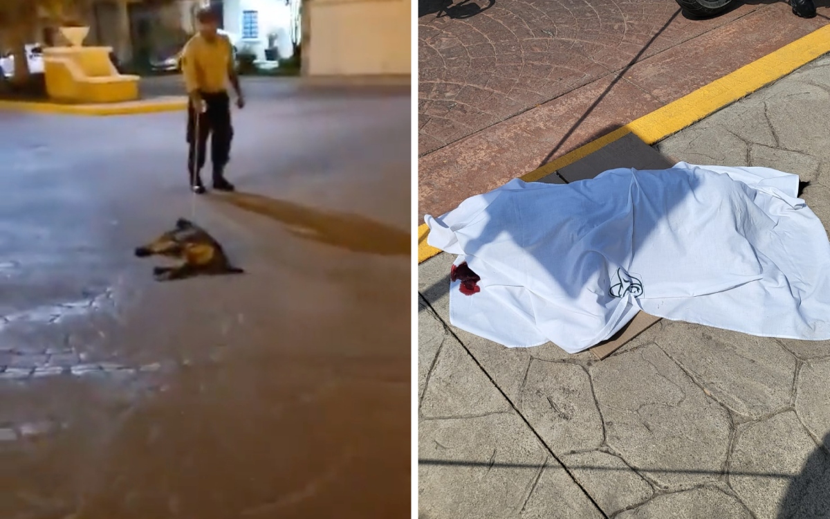 Guardia de seguridad ahorca y mata a perro en Pachuca | Video