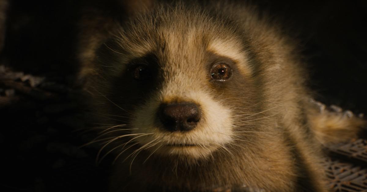 guardianes de la galaxia vol.  3 Confirma las primeras palabras de Rocket y son devastadoras