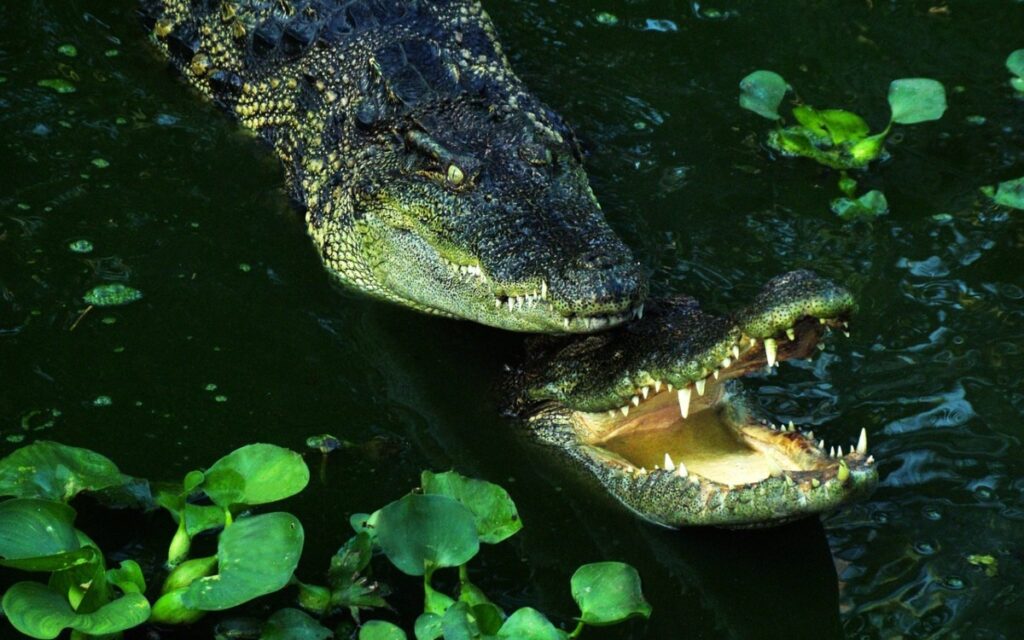 Hallan cadáver de niño desaparecido en Florida en el hocico de un caimán