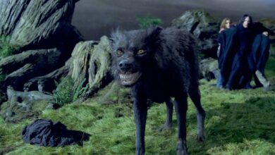 Feature Image Every Animagus Character
