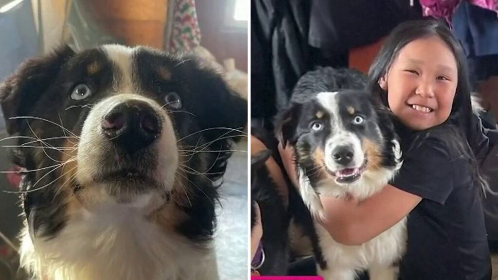 Herido y en temperaturas gélidas, perro dado por muerto recorre 150 millas hasta poblado en Alaska