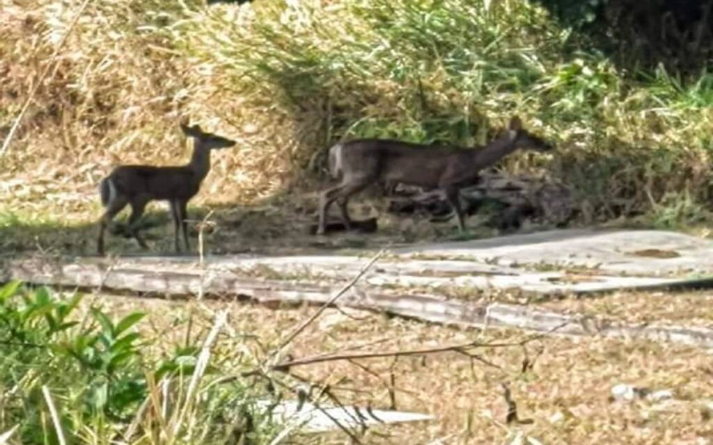 Huyen animales silvestres de incendio en reserva ecológica de Tepic 