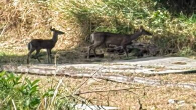 Huyen animales silvestres de incendio en reserva ecológica de Tepic 