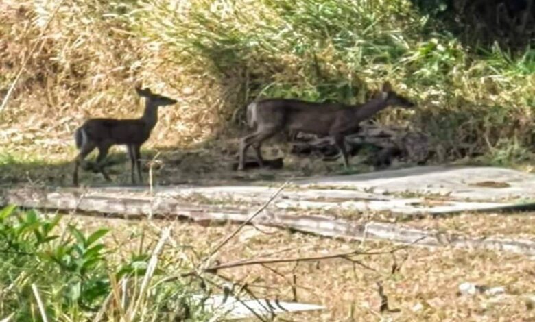 Huyen animales silvestres de incendio en reserva ecológica de Tepic