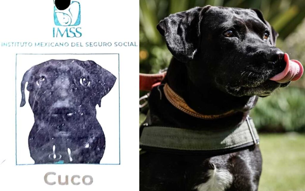 IMSS adoptó a perro migrante, lo capacitó y dio trabajo