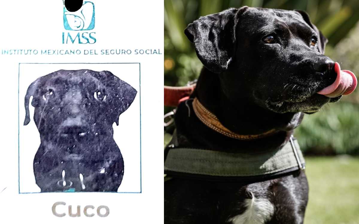IMSS adoptó a perro migrante, lo capacitó y dio trabajo