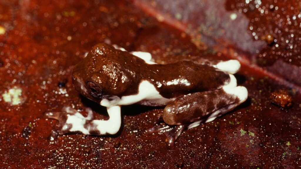 Increíble: descubren especie de rana se camufla para parecer heces de pájaro