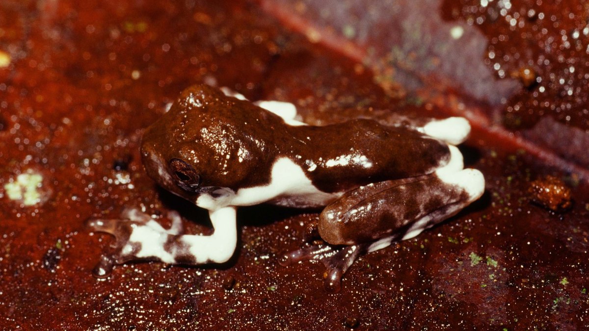 Increíble: descubren especie de rana se camufla para parecer heces de pájaro