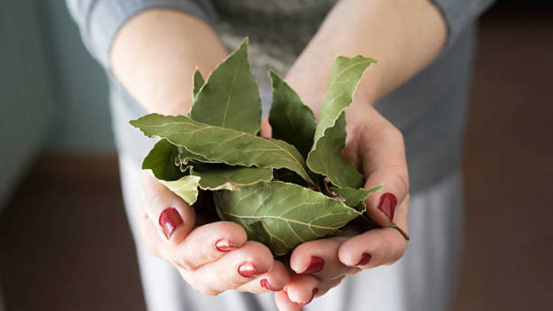 Increíble resultado al poner una hoja de laurel en este electrodoméstico