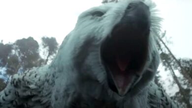 Owlbear roaring in Dungeons & Dragons Honor Among Thieves