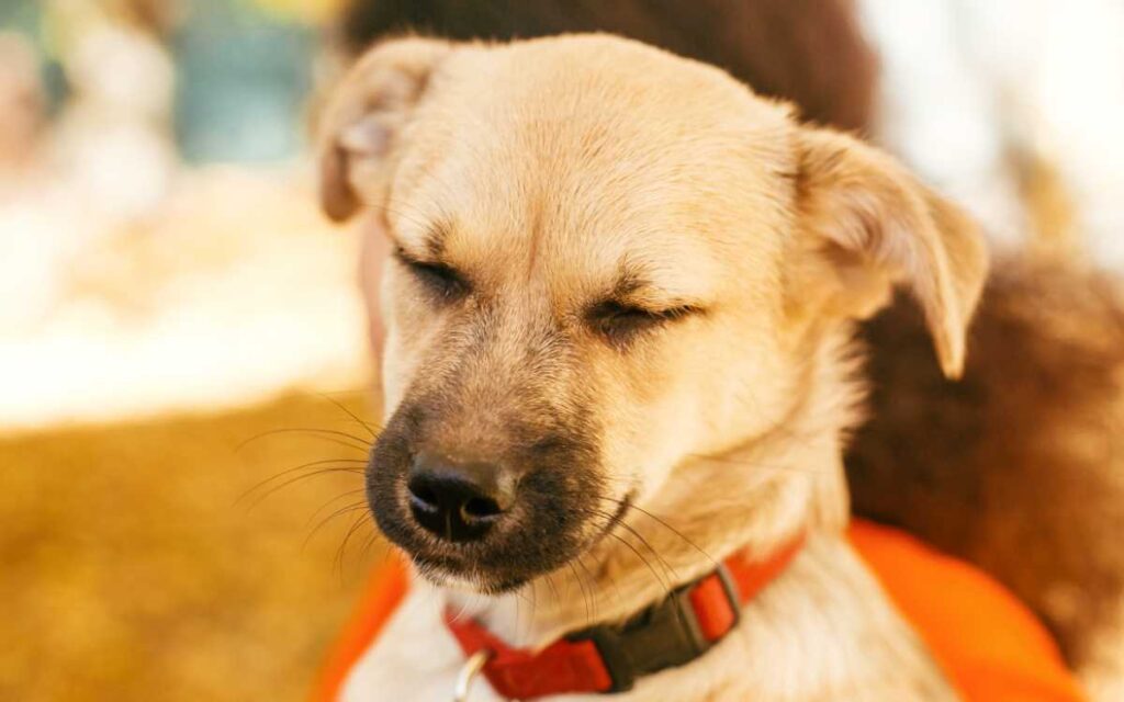 Le lanzó café hirviendo a un perro… ya fue sometida a proceso penal