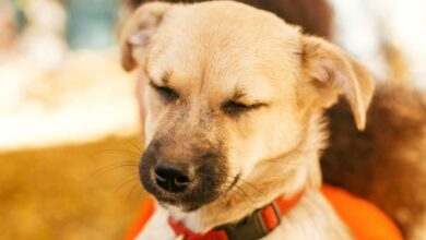 Le lanzó café hirviendo a un perro… ya fue sometida a proceso penal