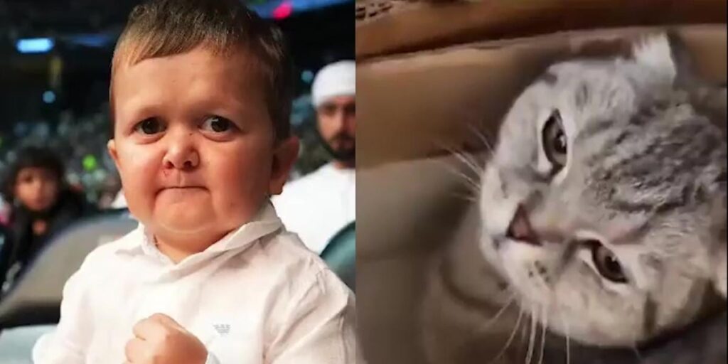 Lluvia de críticas a Hasbulla tras publicar un vídeo donde aparece pegando a su gato