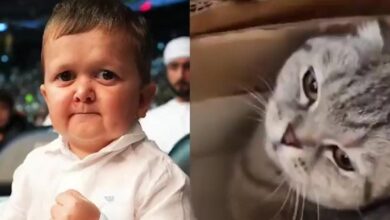 Lluvia de críticas a Hasbulla tras publicar un vídeo donde aparece pegando a su gato