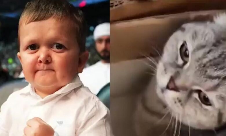 Lluvia de críticas a Hasbulla tras publicar un vídeo donde aparece pegando a su gato