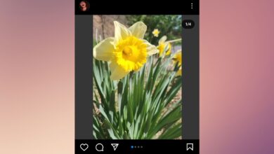 A screenshot of the lead image in an Instagram carousel of four photos, showing a yellow daffodil