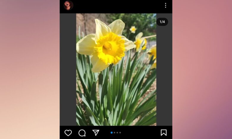A screenshot of the lead image in an Instagram carousel of four photos, showing a yellow daffodil