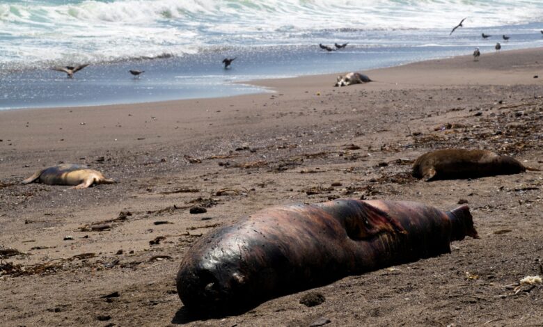 Más de 3 mil lobos marinos mueren en Chile por gripe aviar
