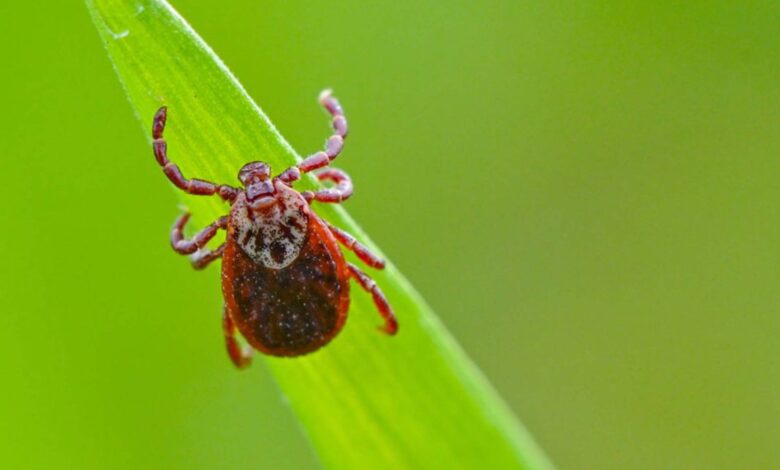 Más garrapatas: este año podría traer mayor riesgo de infecciones por la enfermedad de Lyme