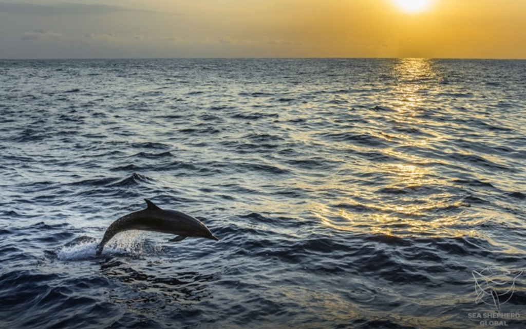 México retira redes de pesca en santuario de vaquita marina