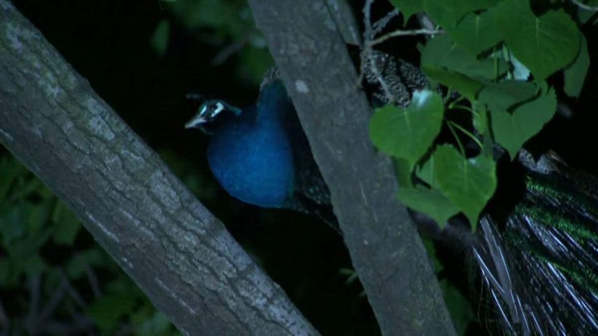 Pavo real escapa del zoológico y ataca a hombre a picotazos