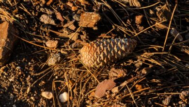 Pinecone reduce una inversión de $ 100 millones en una valoración de $ 750 millones, a medida que crece la demanda de bases de datos vectoriales