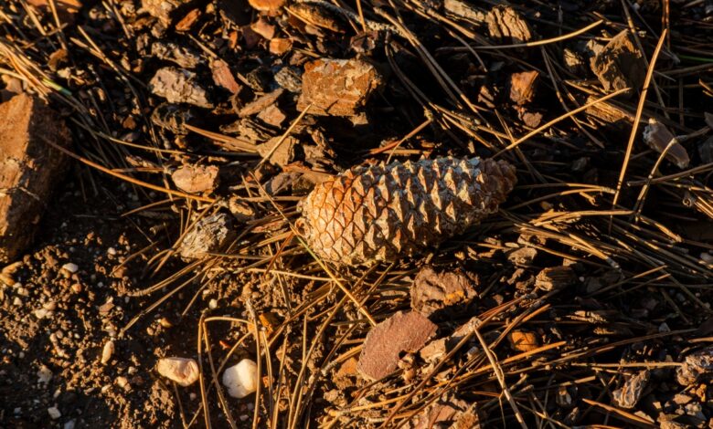 Pinecone reduce una inversión de $ 100 millones en una valoración de $ 750 millones, a medida que crece la demanda de bases de datos vectoriales