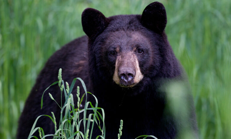 Propietario de Maryland confunde un oso con un perro