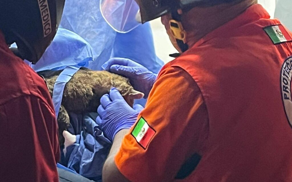 Rescatan a gatito en incendio de la Central de Abastos