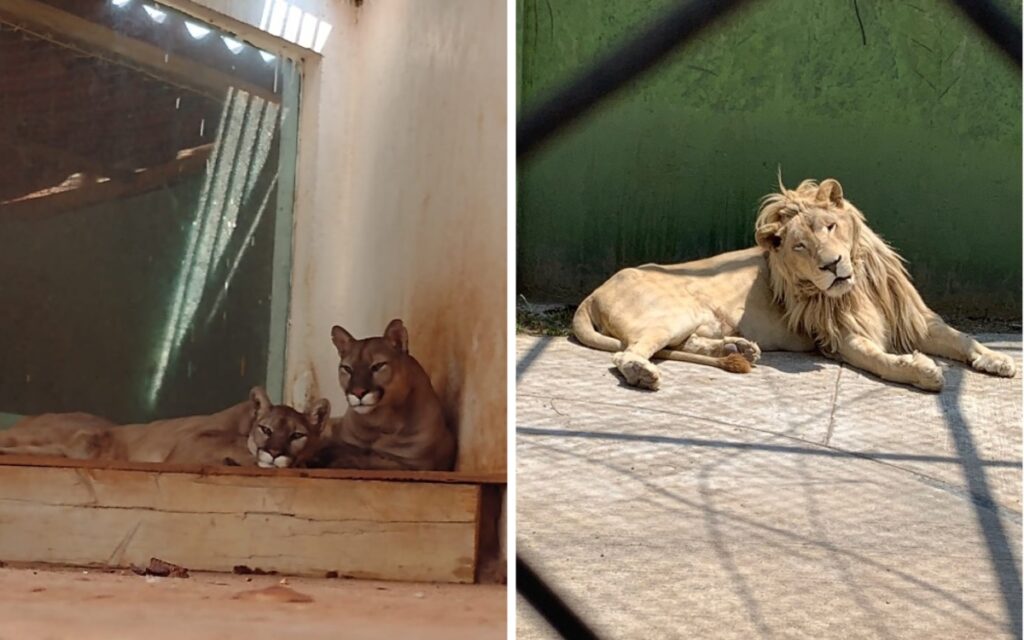 Resguardan a 25 animales silvestres encontrados en Huixquilucan