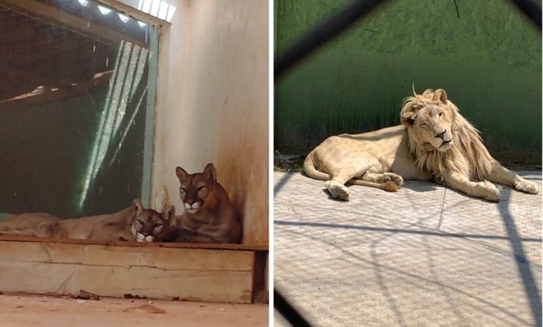 Resguardan a 25 animales silvestres encontrados en Huixquilucan