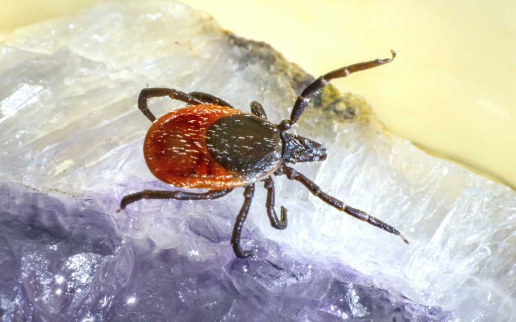 Senegal detecta caso humano de fiebre hemorrágica Crimea-Congo