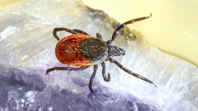 Senegal detecta caso humano de fiebre hemorrágica Crimea-Congo