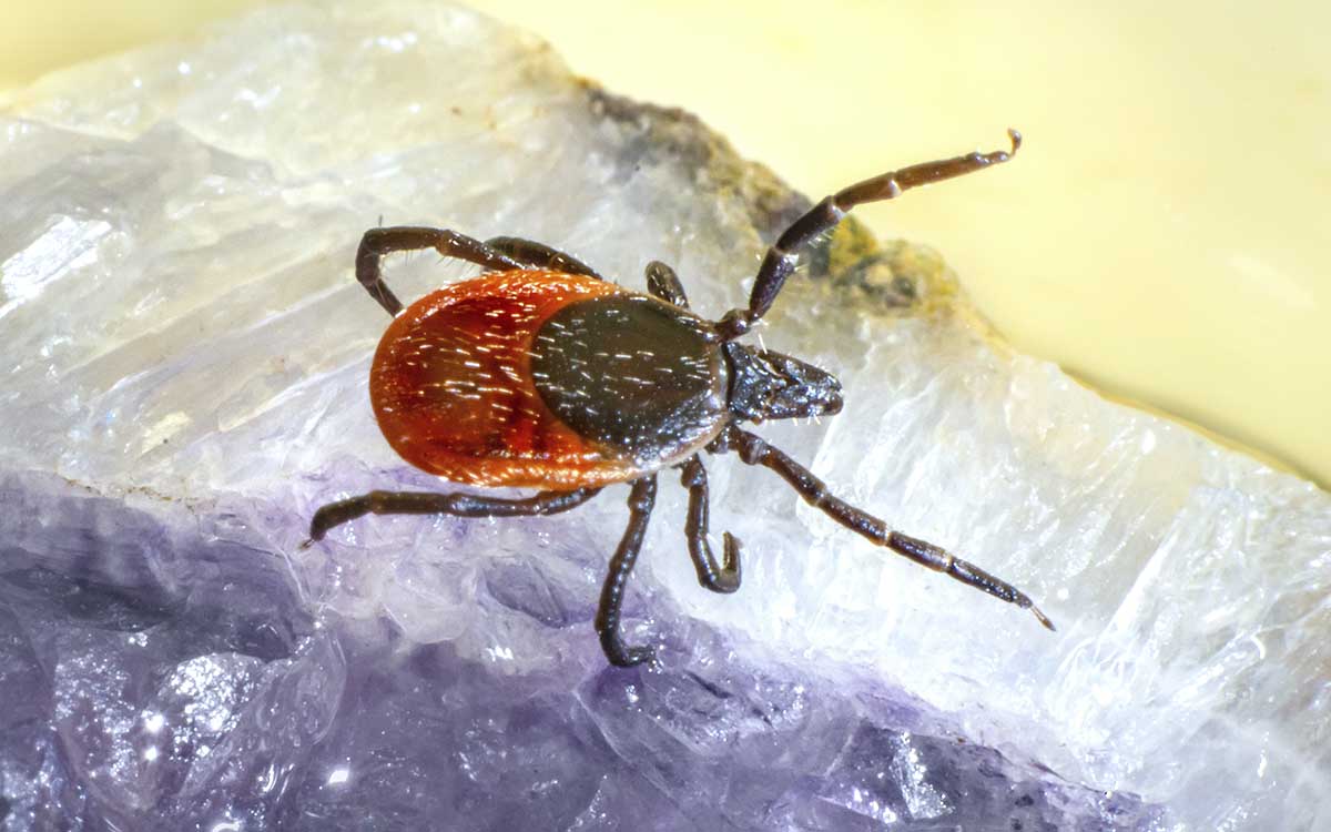 Senegal detecta caso humano de fiebre hemorrágica Crimea-Congo