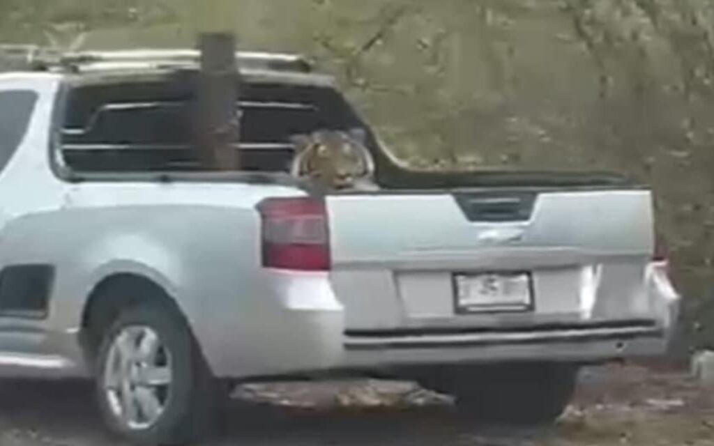 Sicarios huyen y abandonan cachorro de tigre en Sinaloa