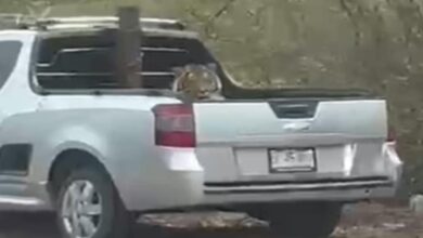 Sicarios huyen y abandonan cachorro de tigre en Sinaloa