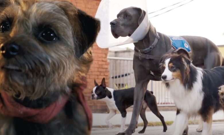 A composite image of the dogs from Strays