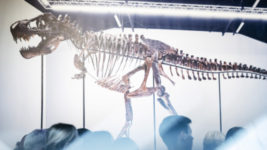Subastan tiranosaurio Trinity en 4.8 millones de euros