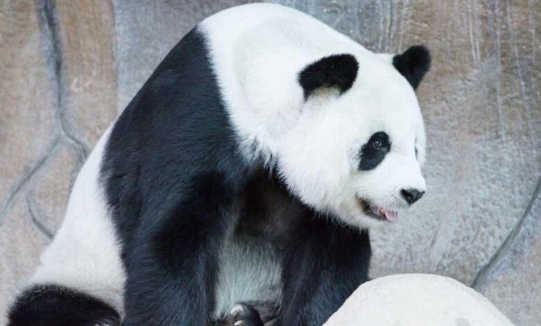 Tailandia: muere Lin Hui, el último panda cedido por China