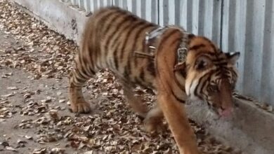 Tigre rescatado en Mazatlán no podrá regresar a su hábitat