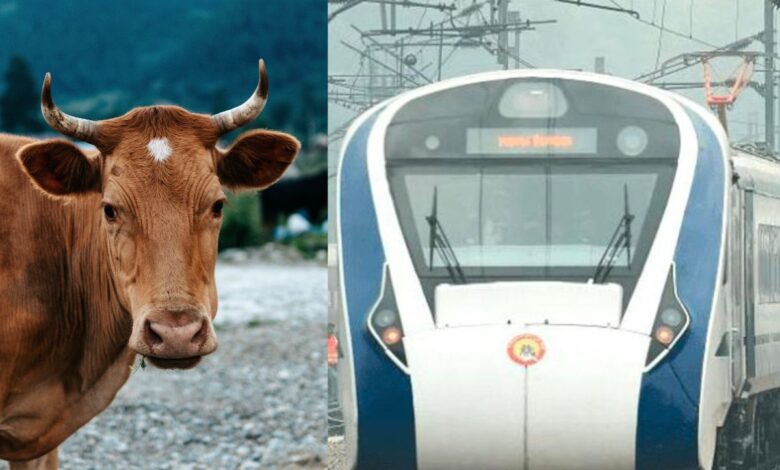 Vaca sale volando al ser arrollada por tren, cae encima de hombre y lo mata