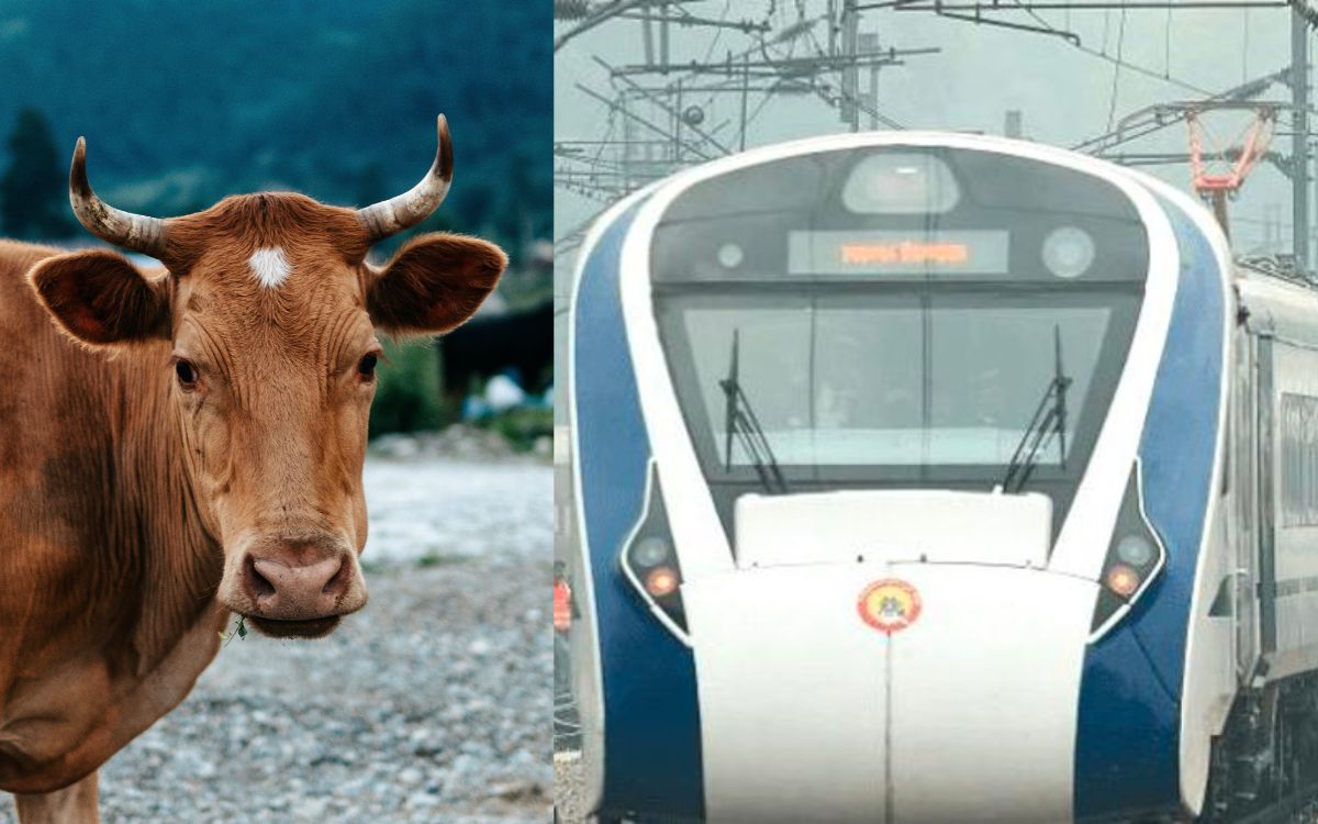 Vaca sale volando al ser arrollada por tren, cae encima de hombre y lo mata