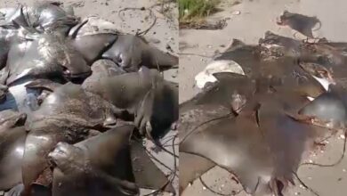 Video | Ahora aparecen decenas de rayas muertas en una playa de Brasil