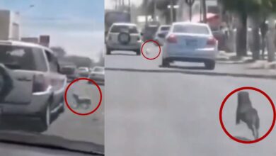 Video | Mujer abandona a lomitos en plena calle y la persiguen | Guadalajara