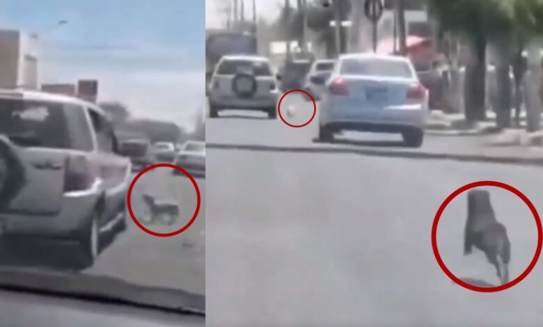 Video | Mujer abandona a lomitos en plena calle y la persiguen | Guadalajara