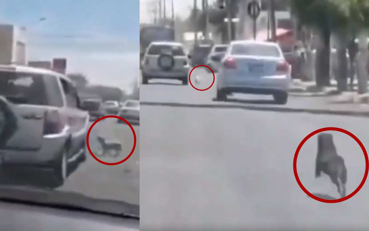 Video | Mujer abandona a lomitos en plena calle y la persiguen | Guadalajara