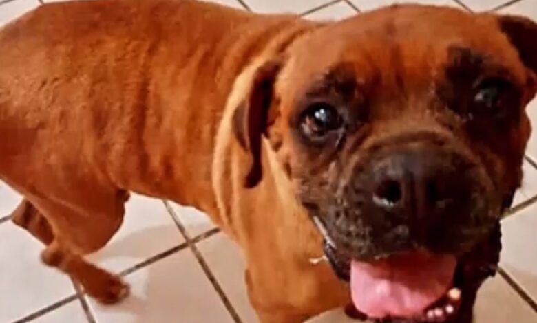 Video | ¡El Chato hace historia! Es el primer perrito en participar en audiencia contra su cuidadora