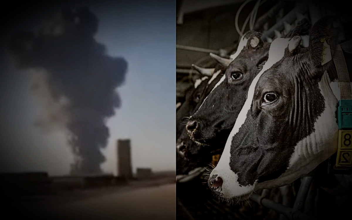 Videos | Explosión en granja de Texas mata a más de 18 mil vacas