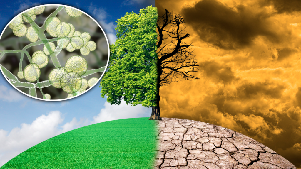 el Candida Auris se está propagando por el cambio climático en Estados Unidos